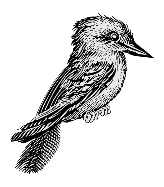 Uccello Con Coda Lunga Illustrazione Incisa Bianco Nero Vettoriale — Vettoriale Stock