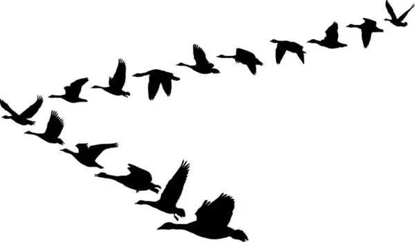 Silhouette Uno Stormo Uccelli Illustrazione Vettoriale — Vettoriale Stock