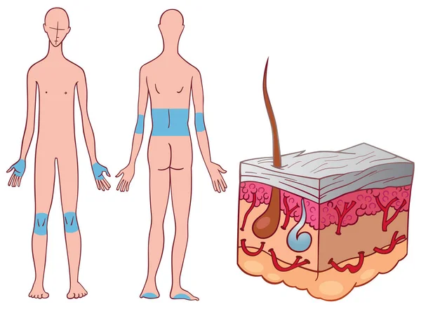 Mänsklig Kropp Anatomi Vektor Illustration — Stock vektor
