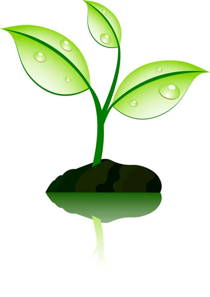 Planta Verde Con Hojas Ilustración Vectorial — Vector de stock