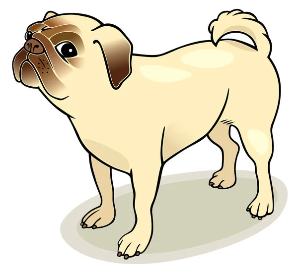 Pug Dog Çizimi — Stok Vektör