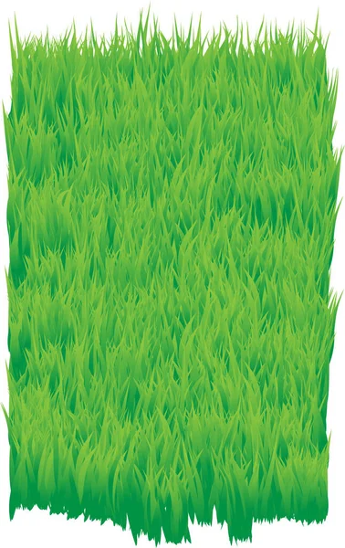 Vektorillustration Von Gras — Stockvektor