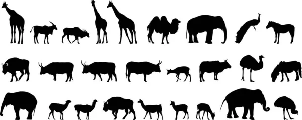 Vektorová Ilustrace Zvířat — Stockový vektor