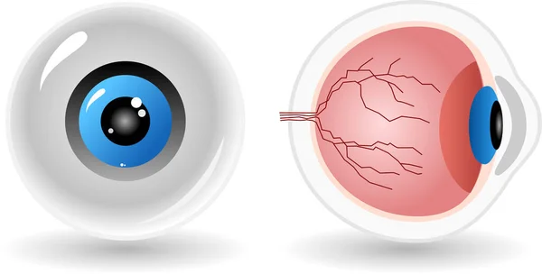 Illustrazione Vettoriale Realistica Dell Occhio — Vettoriale Stock