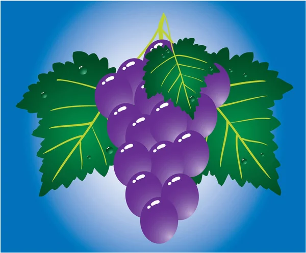 Anggur Latar Belakang Biru Ilustrasi Vektor - Stok Vektor