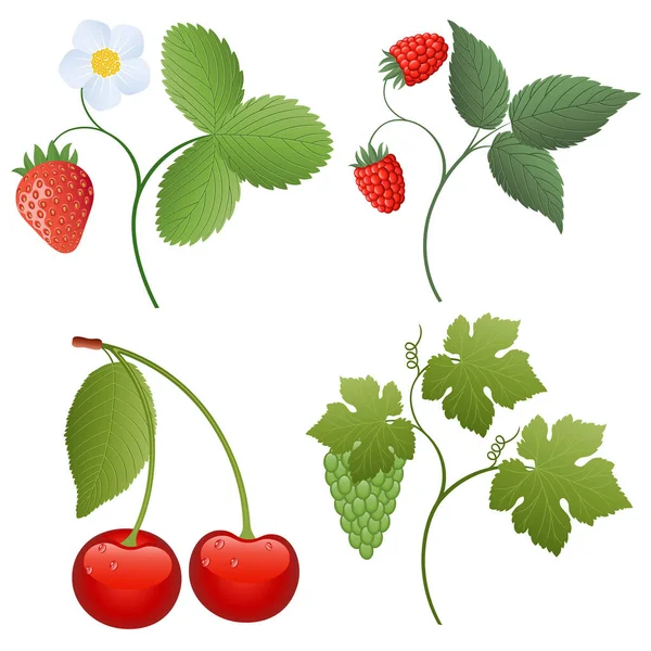 Erdbeere Himbeere Und Grüne Blätter — Stockvektor