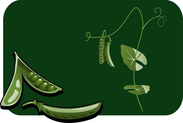 Векторная Иллюстрация Выращивания Зеленого Гороха — стоковый вектор