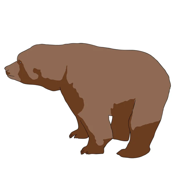 Medvěd Izolovaných Bílém — Stockový vektor