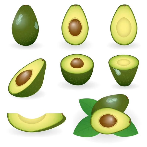 Realistische Avocado Set Vector Illustratie — Stockvector