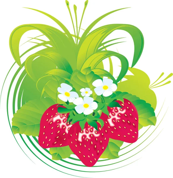 Erdbeeren Mit Weißen Blüten — Stockvektor