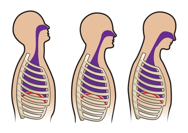人类的呼吸系统和呼吸中矢量图 — 图库矢量图片