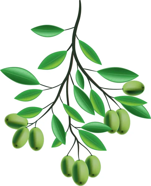 Векторная Оливковая Ветвь Зелеными Листьями Ягодами — стоковый вектор