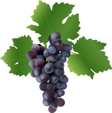 Beyaz arkaplanda izole edilmiş bir demet mavi üzüm