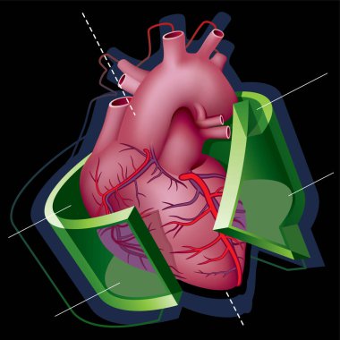 İnsan kalbi anatomisi, çizim