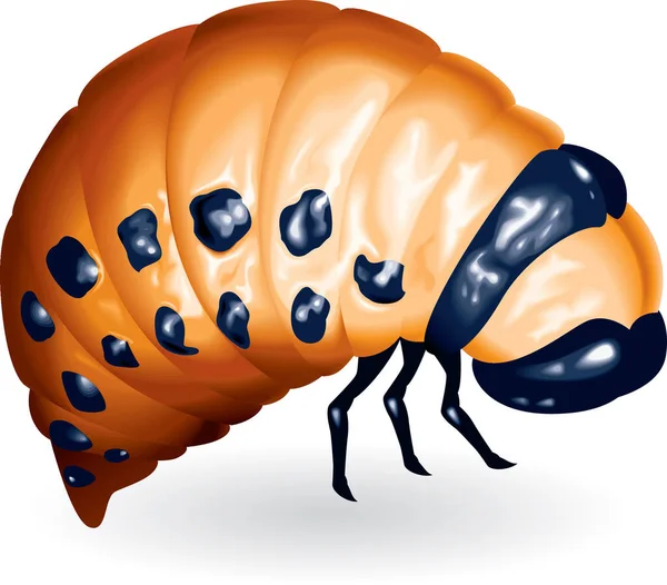 Vector Ilustración Dibujos Animados Escarabajo Naranja — Archivo Imágenes Vectoriales