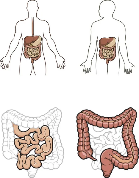 Diargramma Che Mostra Sistema Digestivo Umano Nel Vettore — Vettoriale Stock