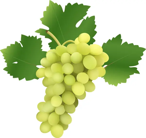 Зелений Букет Винограду Листям Ізольований Білому Фоні — стоковий вектор