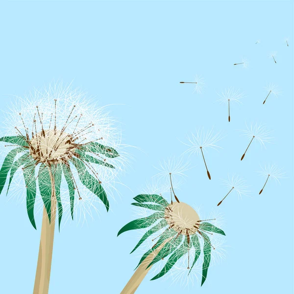 Цветы Семена Одуванчика Векторная Иллюстрация — стоковый вектор