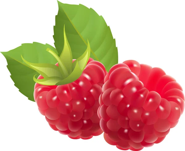 Raspberries Green Leaves Isolated White Background — Stock Vector
