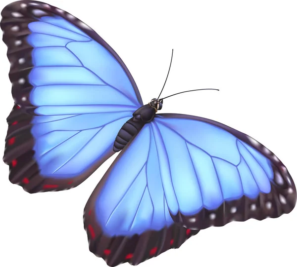 Blauwe Vlinder Geïsoleerd Witte Achtergrond — Stockvector