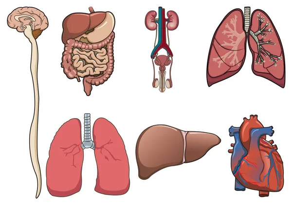 病媒中的一组人体器官 — 图库矢量图片