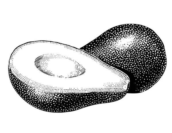 新鮮なオーガニックパパイヤの手描きのスケッチ — ストックベクタ