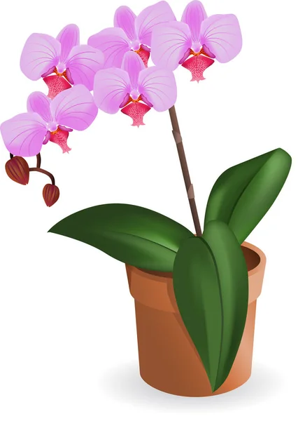 Illustration Orkidé Blommor Med Gröna Blad Vit Bakgrund — Stock vektor