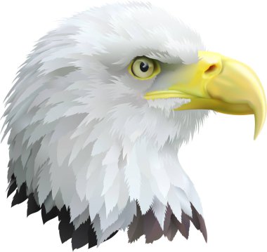 Kartal kuşunun vektör çizimi