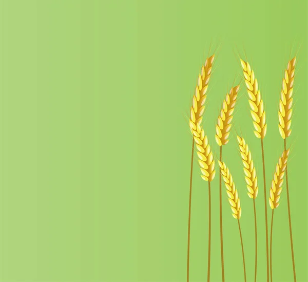 Wheat Ears Green — Stock Vector