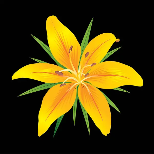 Λουλούδι Κρίνου Λουλούδι Κρίνου Απομονωμένο Μαύρο Φόντο — Διανυσματικό Αρχείο