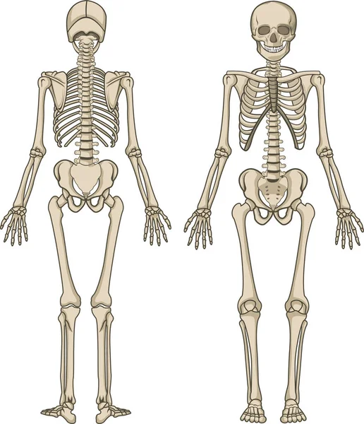 Векторная Иллюстрация Скелета Человека — стоковый вектор