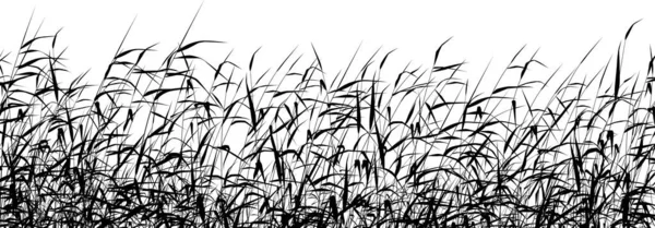Vectorillustratie Van Gras Witte Achtergrond — Stockvector