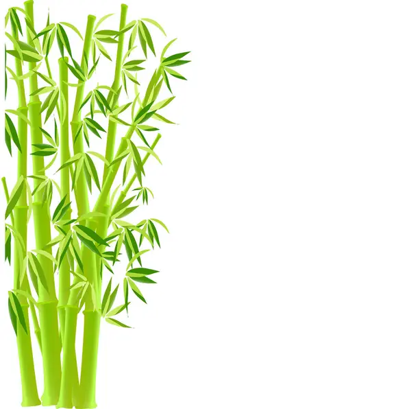 Vers Groen Bamboe Geïsoleerd Witte Achtergrond — Stockvector