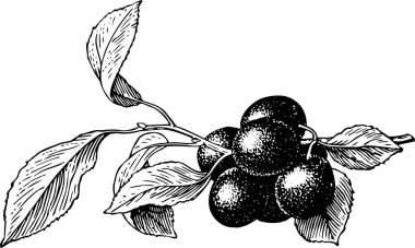 eriğin siyah beyaz çizimi