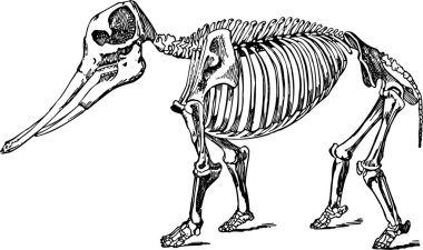 Bu illüstrasyon bir fil, klasik çizim ya da gravür çizimini temsil eder..