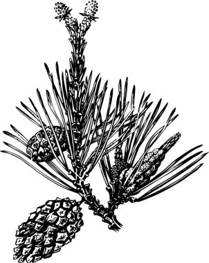 siyah çam kozalakları, vektör illüstrasyonu