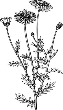 Çiçeklerin vektör illüstrasyonu