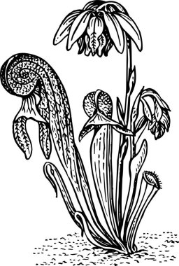Beyaz arkaplanda bir karikatür çiçeğinin çizimi