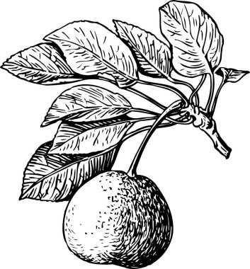 vektör çizimi, bir meyvenin siyah beyaz çizimi