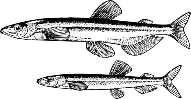 Beyaz zemin üzerinde balığın vektör çizimi, siyah ve beyaz