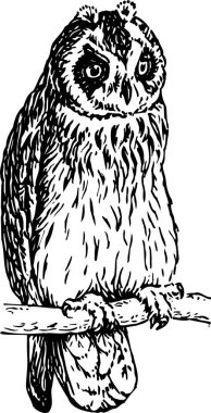 ağaç üzerinde oturan baykuş