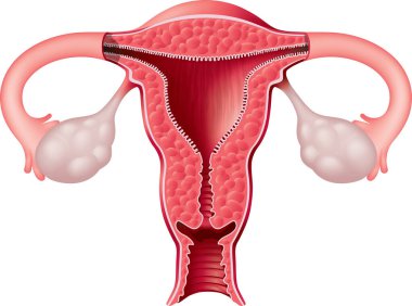 Beyaz arkaplan önünde insan rahmi, 3 boyutlu illüstrasyon