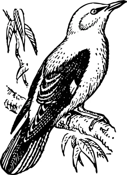 Vector Illustration Bird Branch — стоковый вектор