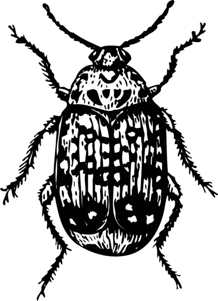 Schwarz Weiße Vektordarstellung Des Käfers — Stockvektor