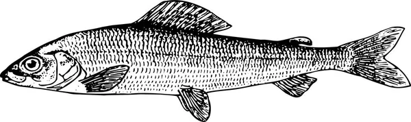 Schwarz Weiße Vektordarstellung Eines Fisches — Stockvektor