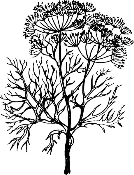 Черный Белый Силуэт Растения — стоковый вектор