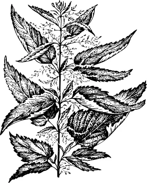 有叶子的植物的图像的矢量图解 — 图库矢量图片