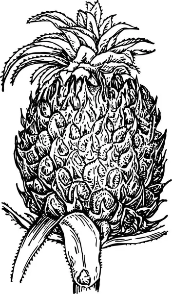 Moderní Vektorová Ilustrace Ananasu — Stockový vektor