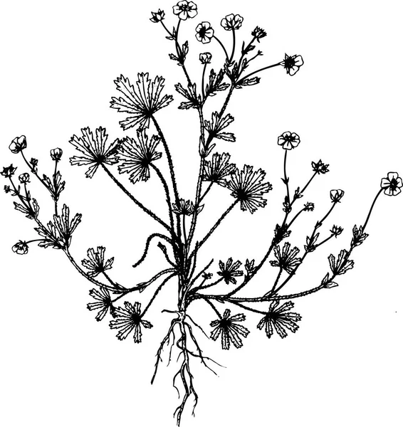 Bitkiler Çiçekler Yapraklarla Siyah Beyaz Illüstrasyon — Stok Vektör