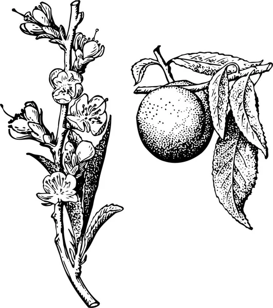 Ilustración Vectorial Árbol Con Flores Hojas — Vector de stock